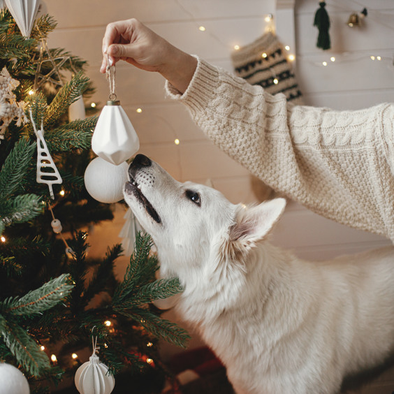 Genießen Sie den Weihnachtsurlaub mit Ihrem Hund