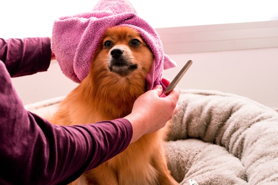 Services pratiques pour votre chien à la Costa Blanca