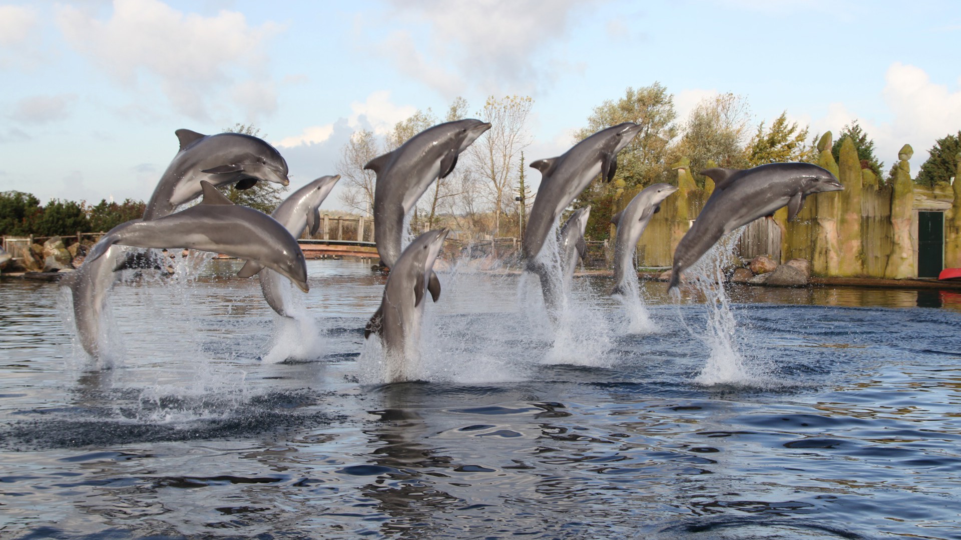 Bewundern Sie verschiedene Meeressäugetiere im Dolfinarium