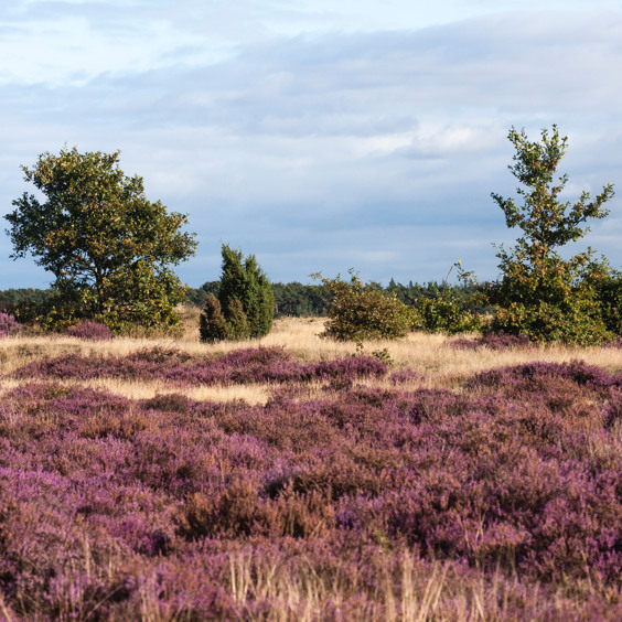 Enjoy the beautiful surroundings of Kootwijk