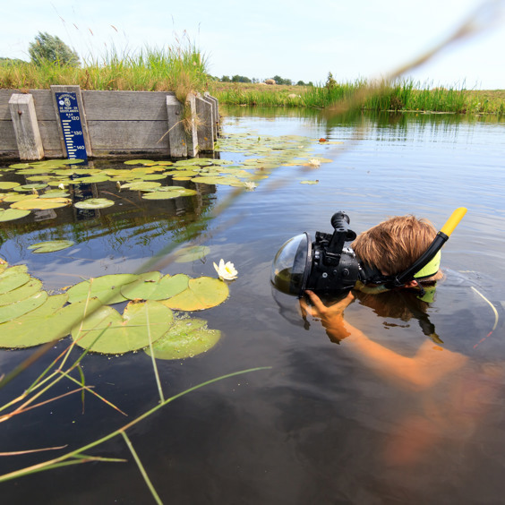 Duik in het heldere water van de recreatieplas