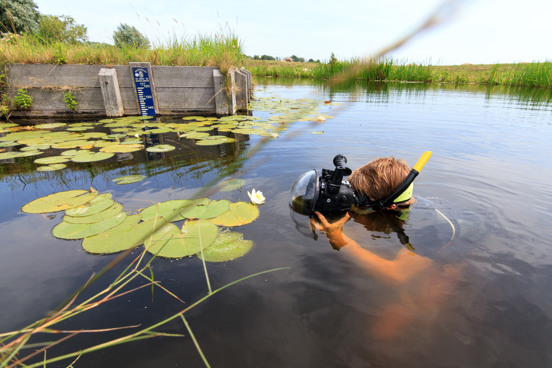 Duik in het heldere water van de recreatieplas