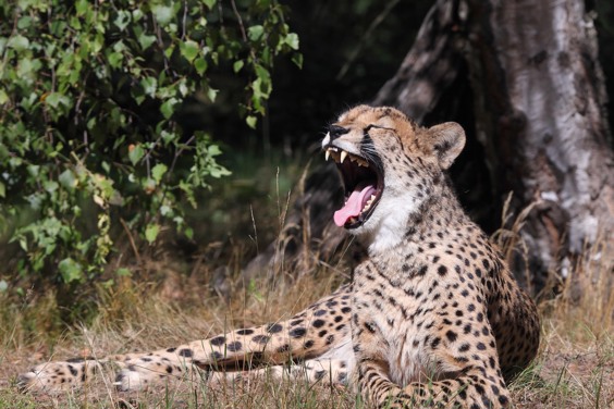 De magie van Dierenrijk