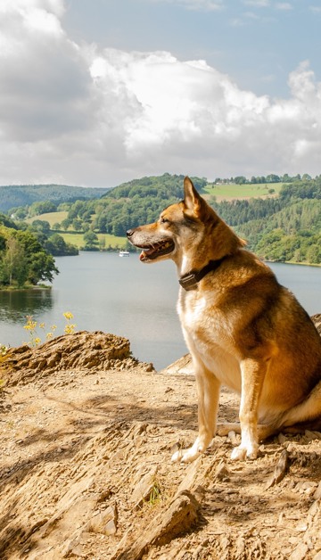 Disfruta de una estancia maravillosa en Dormio
con tu amigo de cuatro patas