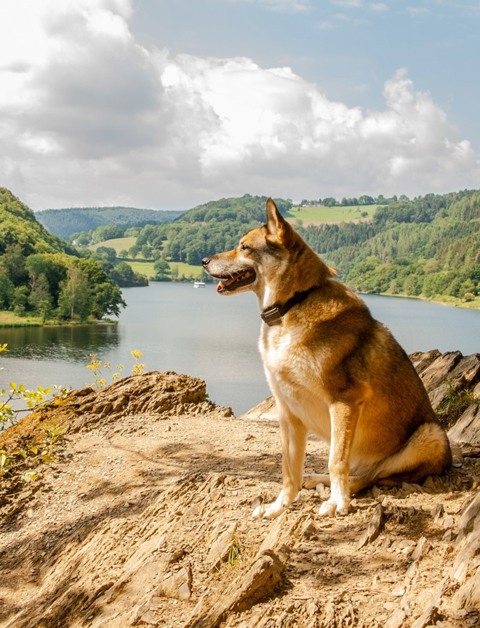 Disfruta de una estancia maravillosa en Dormio
con tu amigo de cuatro patas
