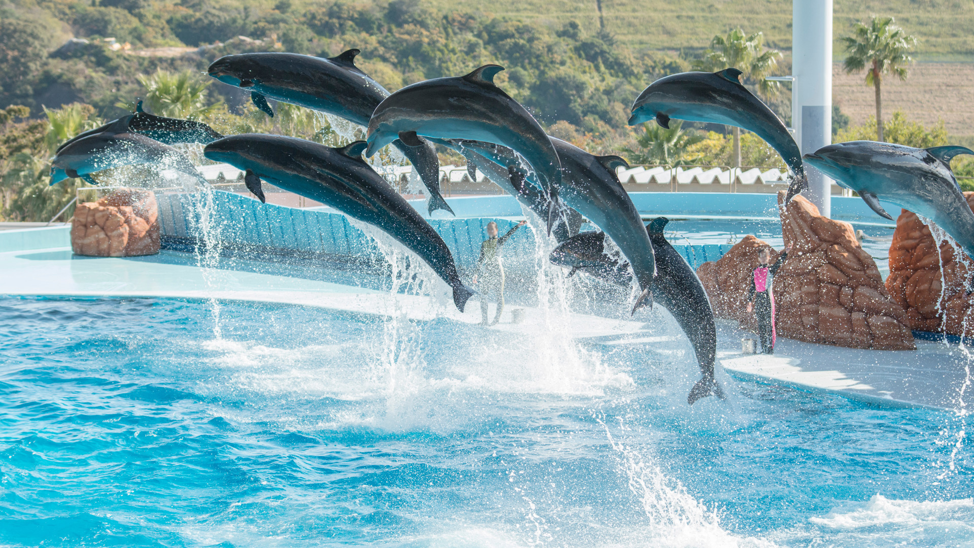 Bewonder verschillende zeezoogdieren in het Dolfinarium