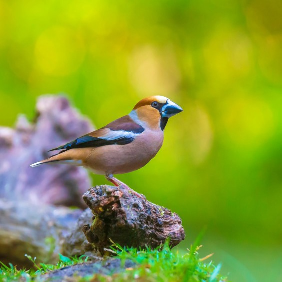 Vogels spotten in Natuurgebied Liefstinghsbroek