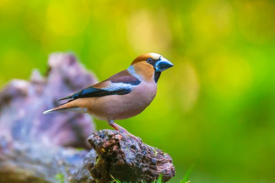 Vogels spotten in Natuurgebied Liefstinghsbroek