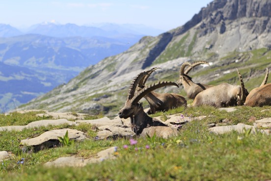De bergen bewonderen tijdens je vakantie in Flaine