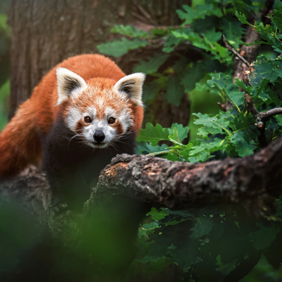 Uitstapje naar Gaia Zoo vanaf Summio Vakantiepark Reevallis