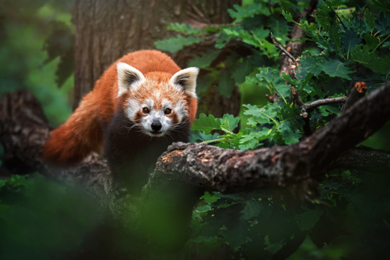 Uitstapje naar Gaia Zoo vanaf Summio Vakantiepark Reevallis
