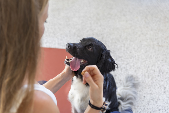Maisons de vacances pour animaux