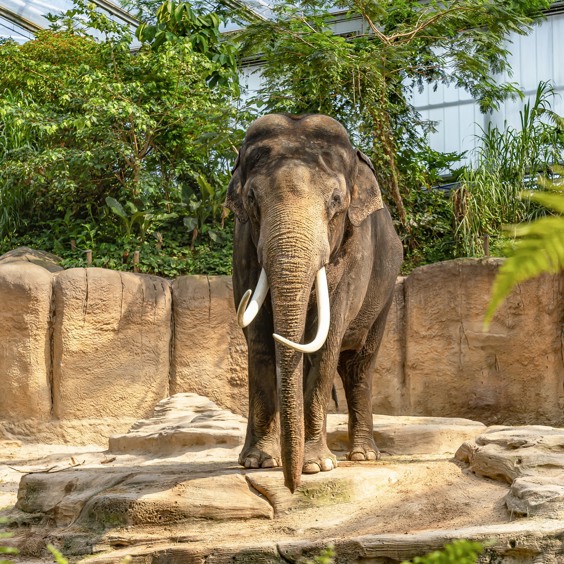 Safari bij WILDLANDS Adventure Zoo