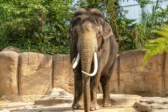 Bewonder mooie dieren in WILDLANDS Adventure Zoo