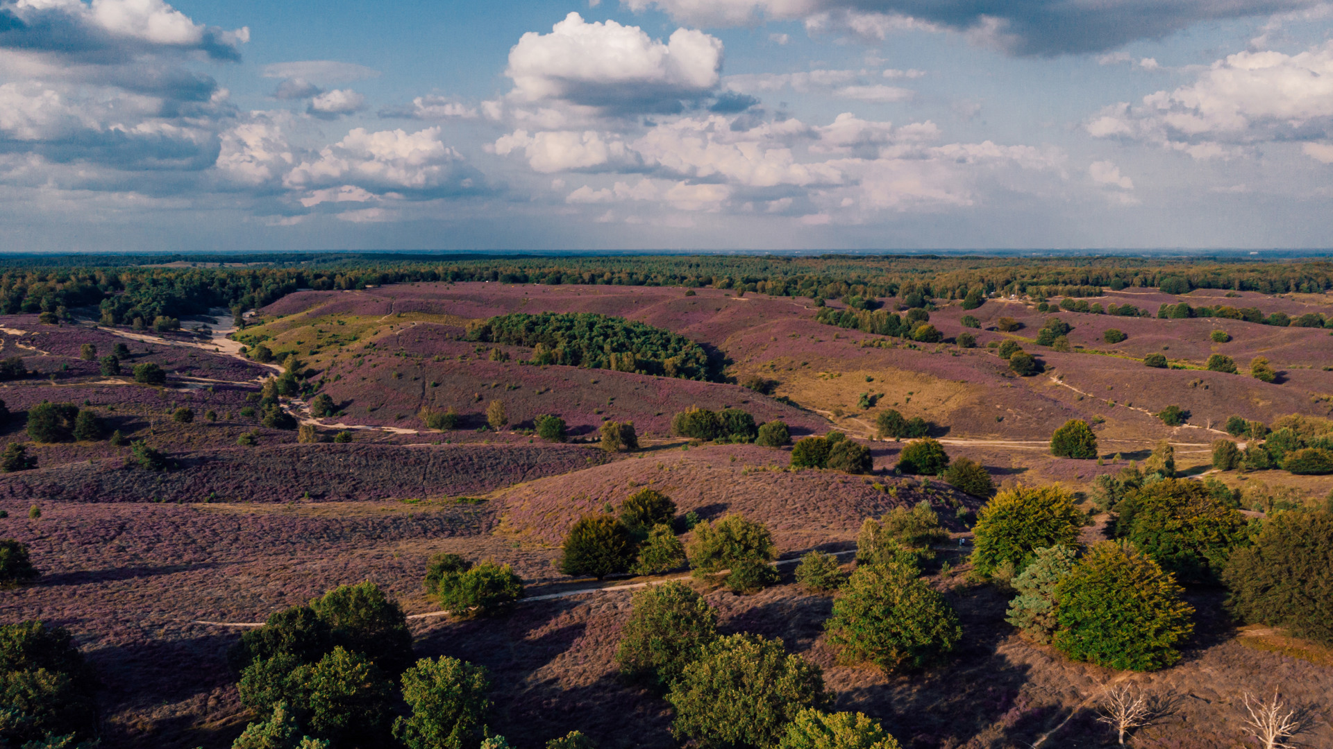 Prachtig uitzicht over de Veluwe