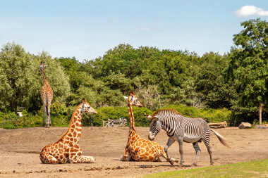 Summio_Parcs_Brabant_Activiteiten_Safaripark_Beekse_Bergen_002.jpg