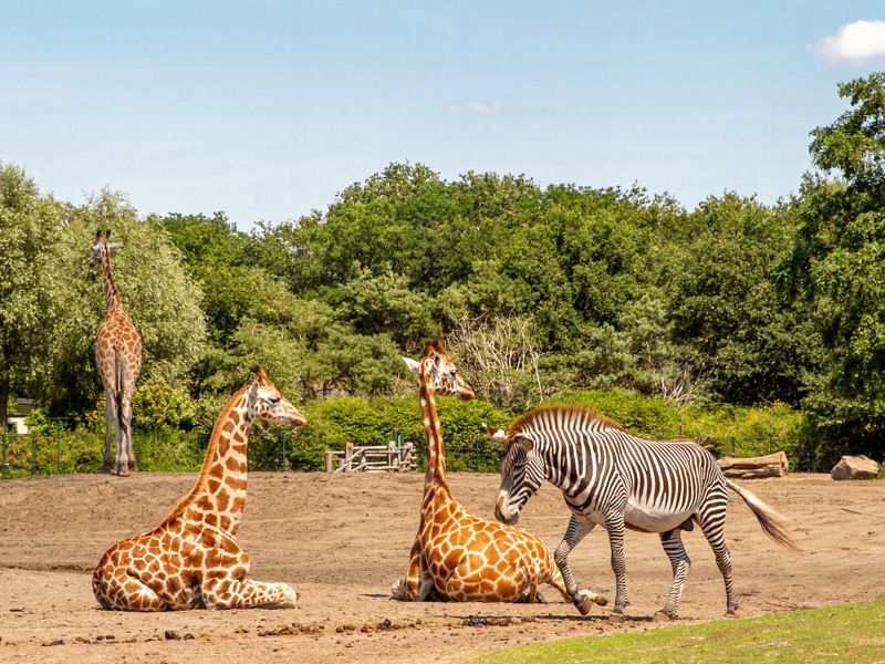 Safaripark Beekse Bergen