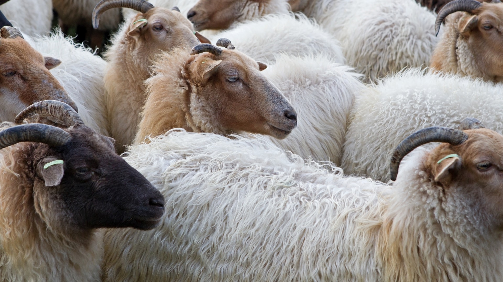 Bezoek de schaapskooi van Ruinen