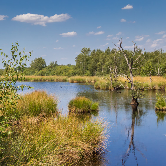 Peacefulness, space, and beautiful nature in Drenthe