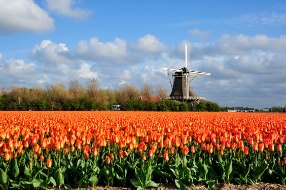Bewonder het kleurrijke Julianadorp
