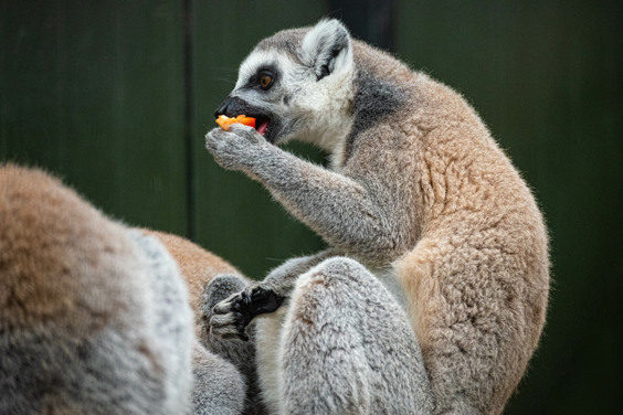 Spot bijzondere dieren bij Dierenpark Hoenderdaell