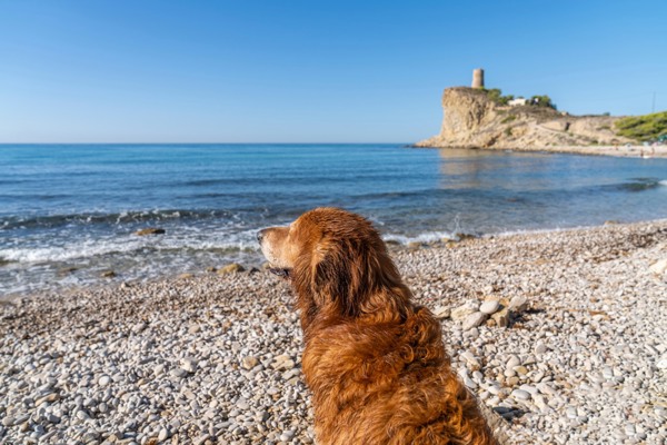 Hond op de Spaanse kust