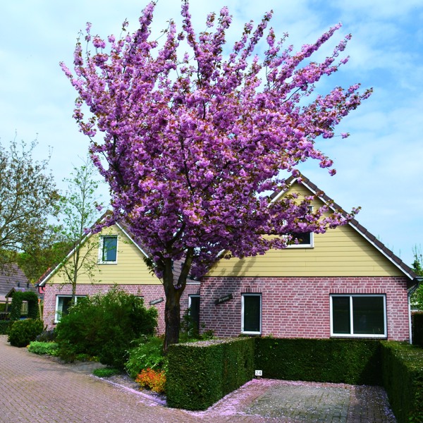 Vakantiepark in Noord-Limburg