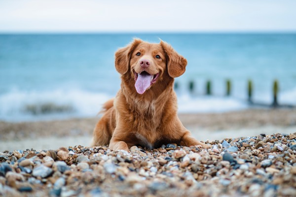 Enjoy a holiday together with your dog