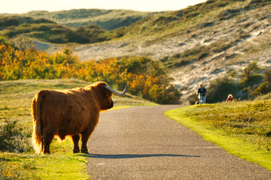 De indrukwekkende Schoorlse Duinen in de natuurrijke omgeving van Bergen