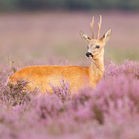 Nationaal Park De Hoge Veluwe