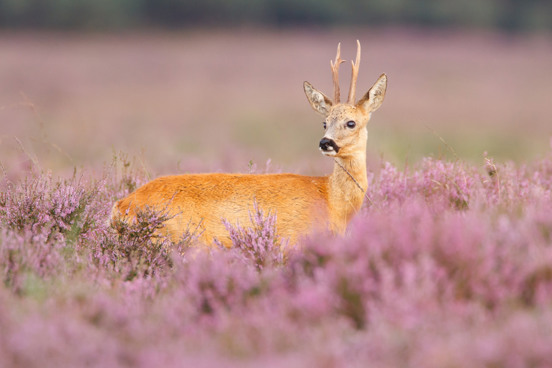 Nationaal Park De Hoge Veluwe