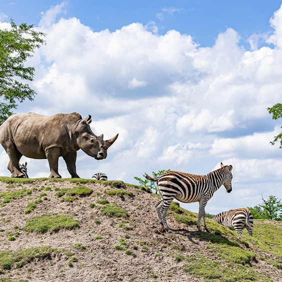 Een dagje uit naar het leuke familiepark Wildlands Adventure Zoo Emmen