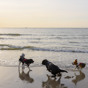 Tips in de omgeving