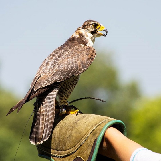 Bird of prey show at Greifvogelstation & Wildlife Park in Hellenthal