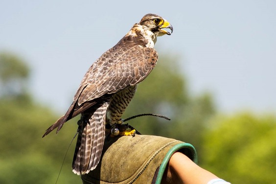 Roofvogelshow bij Greifvogelstation & Wildfreigehege in Hellenthal