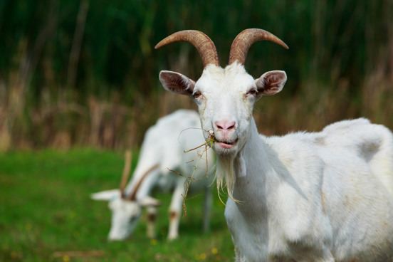 Voer boerderijdieren bij de dierenweide