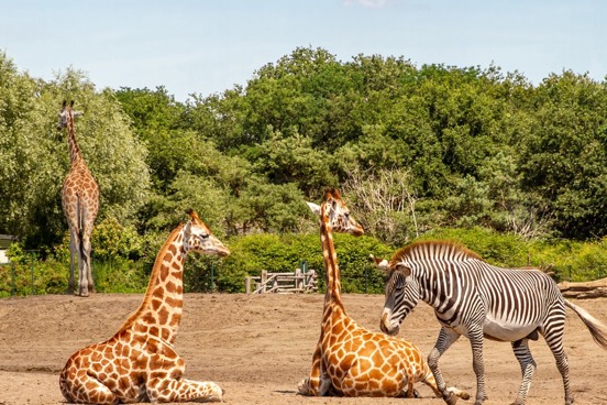 Safaripark Beekse Bergen