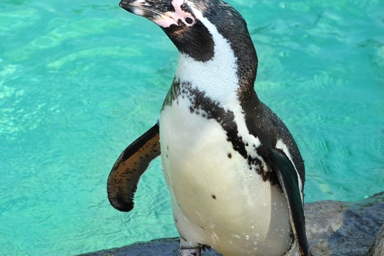 Ga op avontuur bij AquaZoo