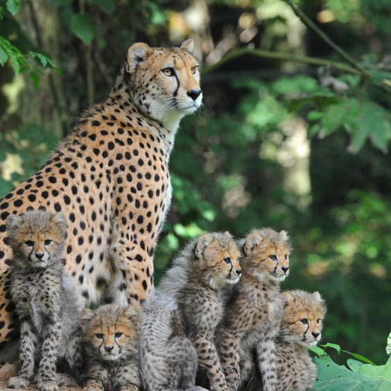 Bewonder bijzondere dieren in Burgers’ Zoo