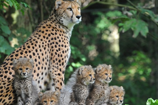 Bewonder bijzondere dieren in Burgers’ Zoo