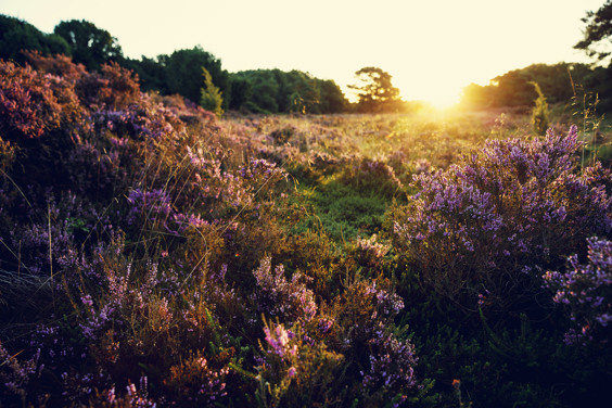Heide in UNESCO Global Park De Hondsrug