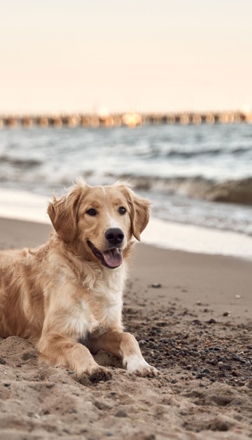 Samen met je hond uitwaaien aan zee