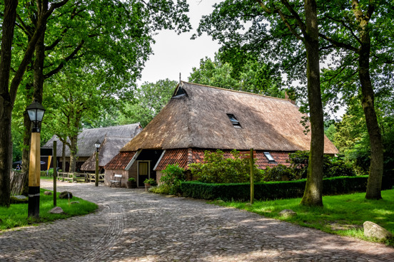 Koeien in de wei van Orvelte