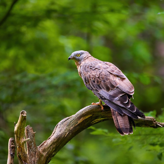 Animal fun at Eifel-Zoo Tierpark