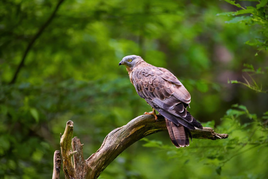 Dierenplezier in Eifel-Zoo Tierpark